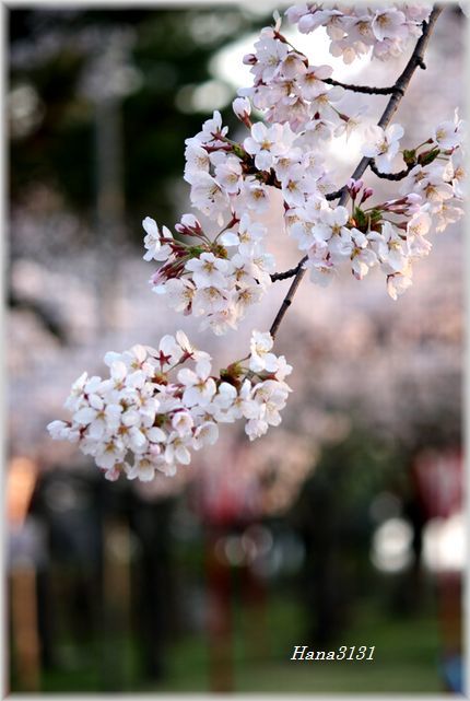 海タッチコースの桜_c0249836_13151452.jpg