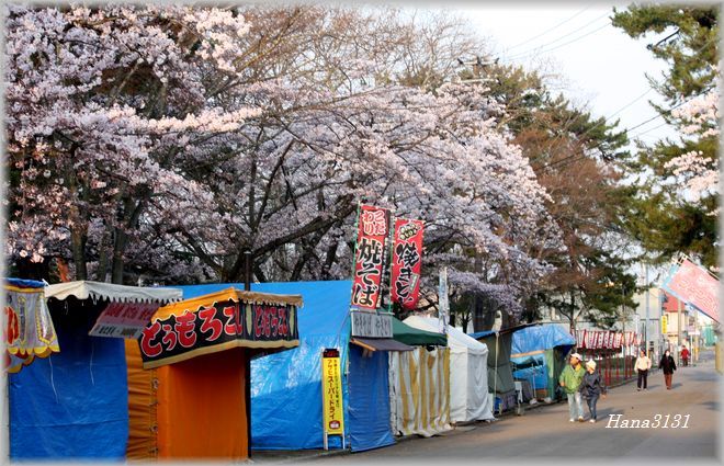 海タッチコースの桜_c0249836_13153471.jpg