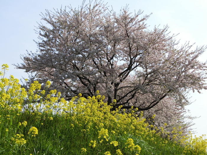 桜を見に行こう_b0324239_11571375.jpg