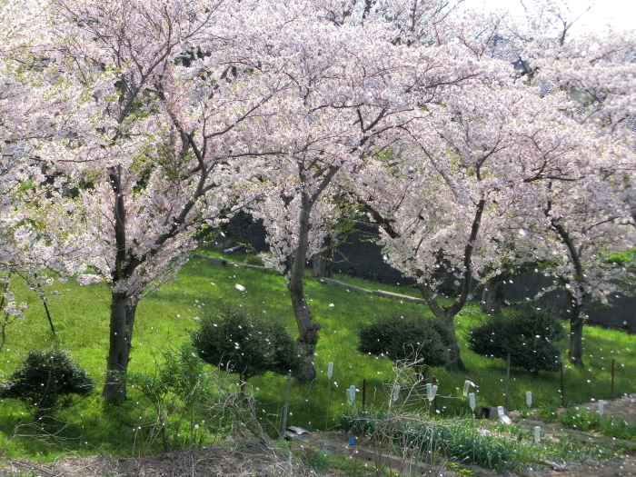 桜を見に行こう_b0324239_11574949.jpg