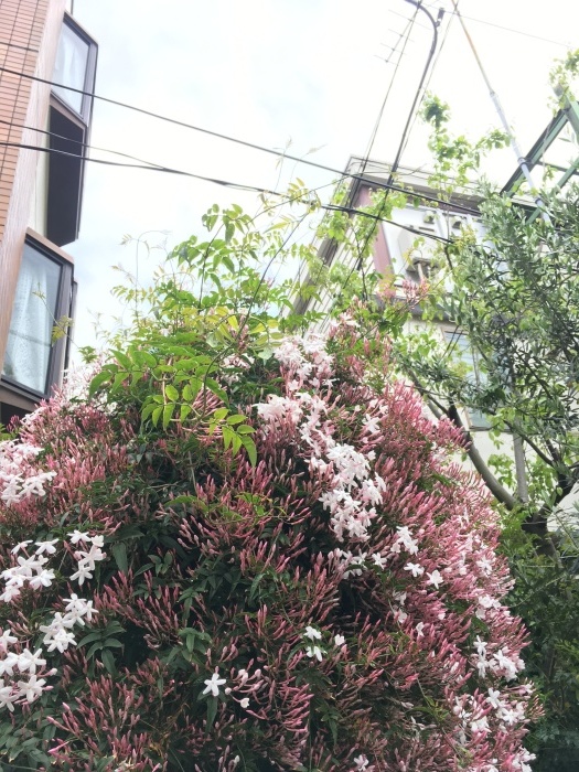 c0182843_15484518.jpeg