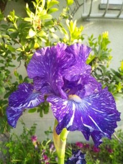 e0080346_18363273.png