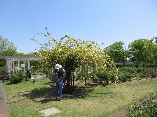 【大船フラワーセンター】新緑と花壇の花々【リニューアルオープン】_b0009849_1755413.jpg