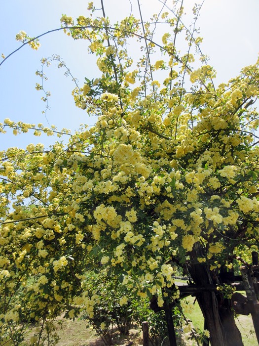 【大船フラワーセンター】新緑と花壇の花々【リニューアルオープン】_b0009849_17563889.jpg