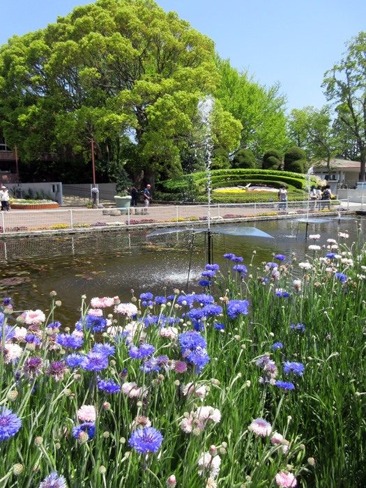 【大船フラワーセンター】新緑と花壇の花々【リニューアルオープン】_b0009849_1821462.jpg