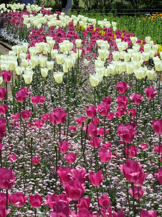 【大船フラワーセンター】新緑と花壇の花々【リニューアルオープン】_b0009849_1831268.jpg