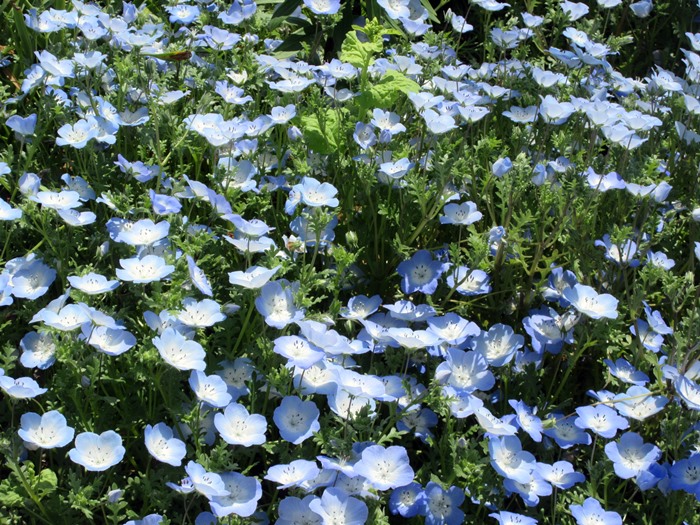 【大船フラワーセンター】新緑と花壇の花々【リニューアルオープン】_b0009849_1845013.jpg