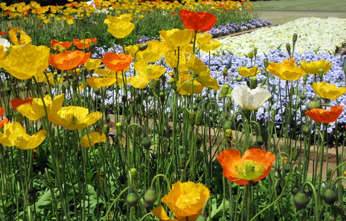 【大船フラワーセンター】新緑と花壇の花々【リニューアルオープン】_b0009849_1855747.jpg
