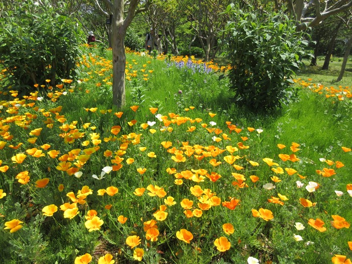 【大船フラワーセンター】新緑と花壇の花々【リニューアルオープン】_b0009849_1861558.jpg
