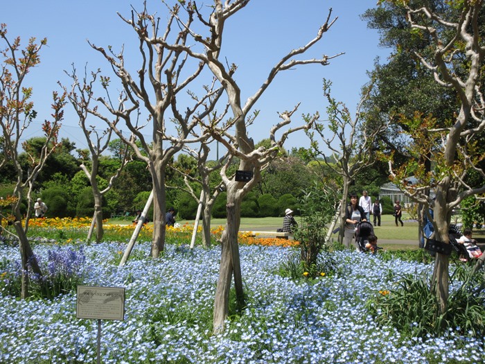 【大船フラワーセンター】新緑と花壇の花々【リニューアルオープン】_b0009849_1864516.jpg