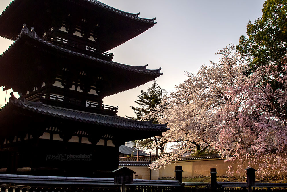 桜2018 *01_a0134950_22145293.jpg