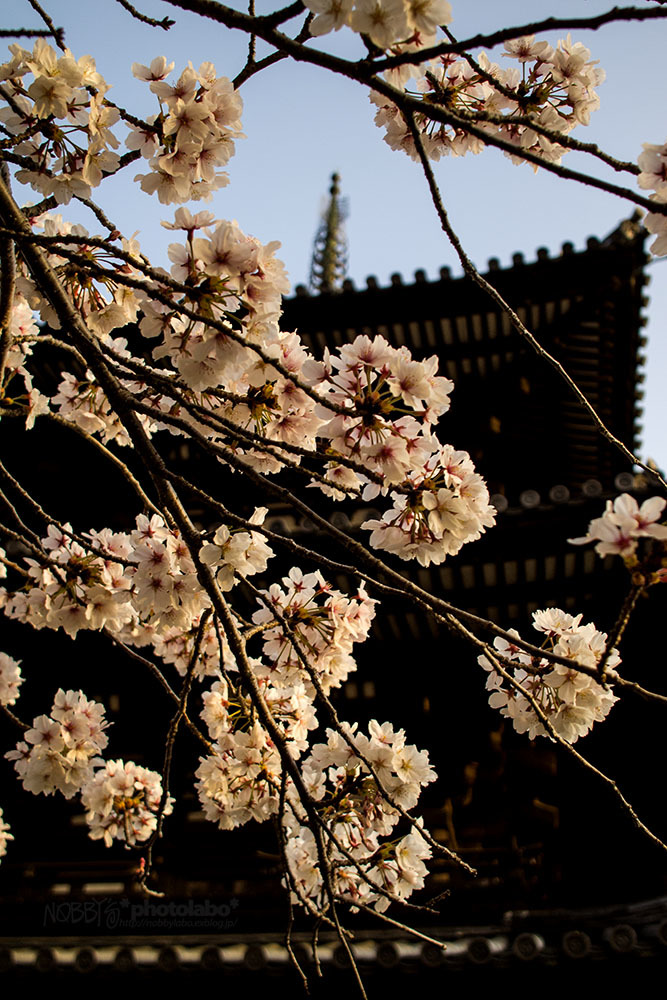 桜2018 *01_a0134950_22145324.jpg