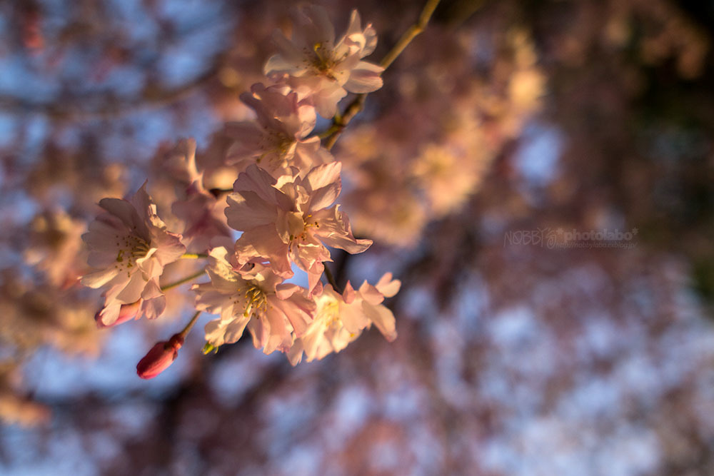 桜2018 *01_a0134950_22145371.jpg