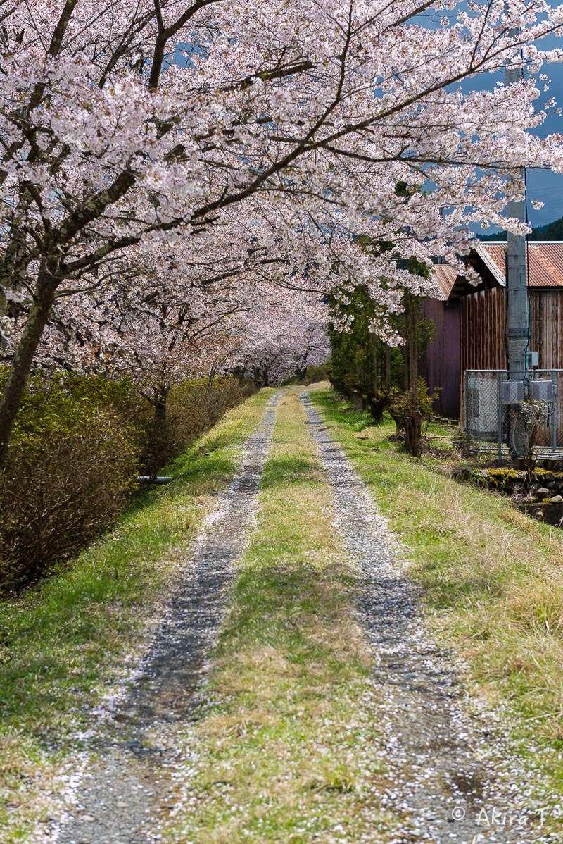 京都の桜 2018 〜7〜_f0152550_17033106.jpg