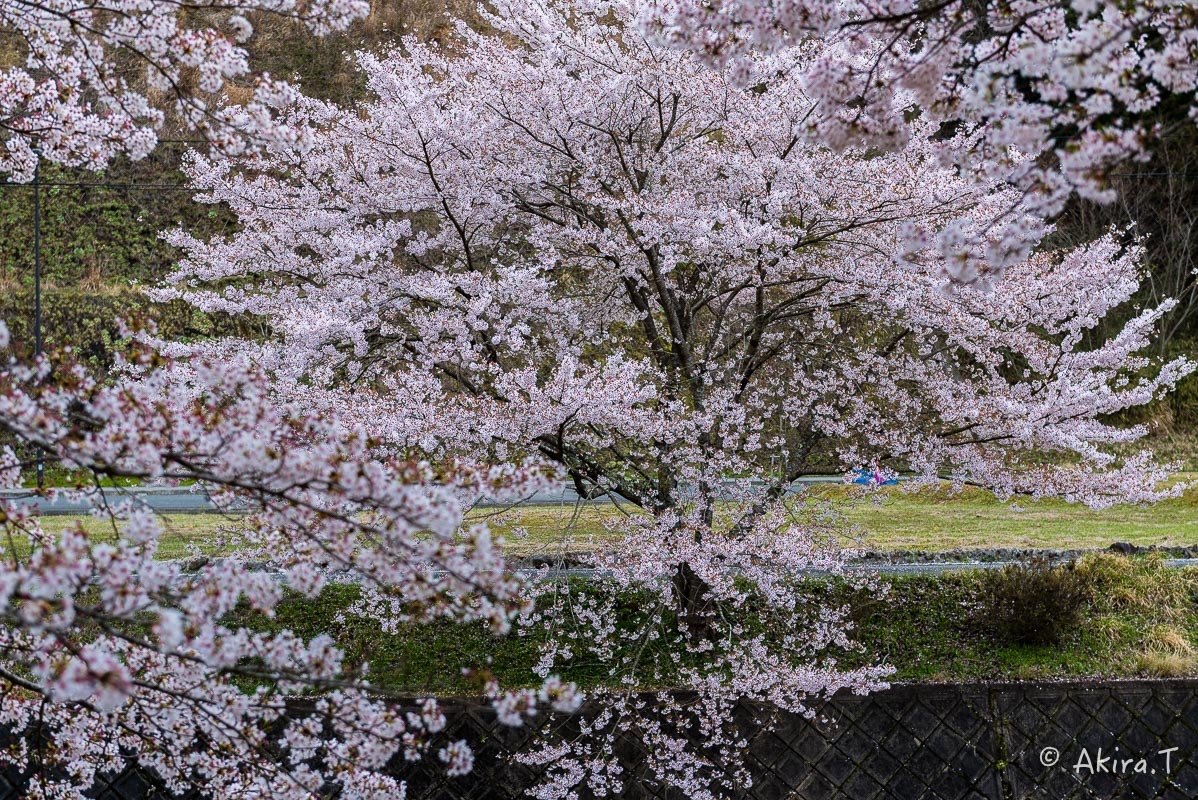 京都の桜 2018 〜7〜_f0152550_17034274.jpg