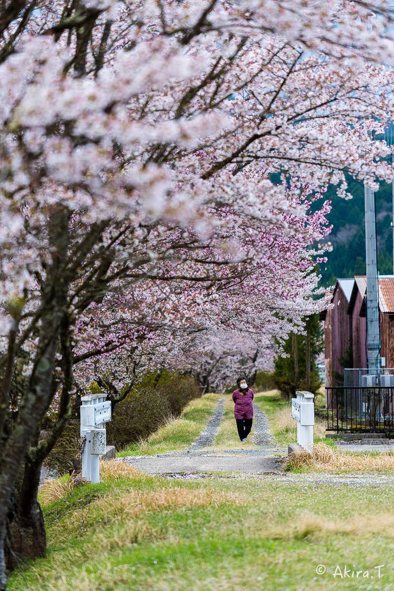 京都の桜 2018 〜7〜_f0152550_17034855.jpg