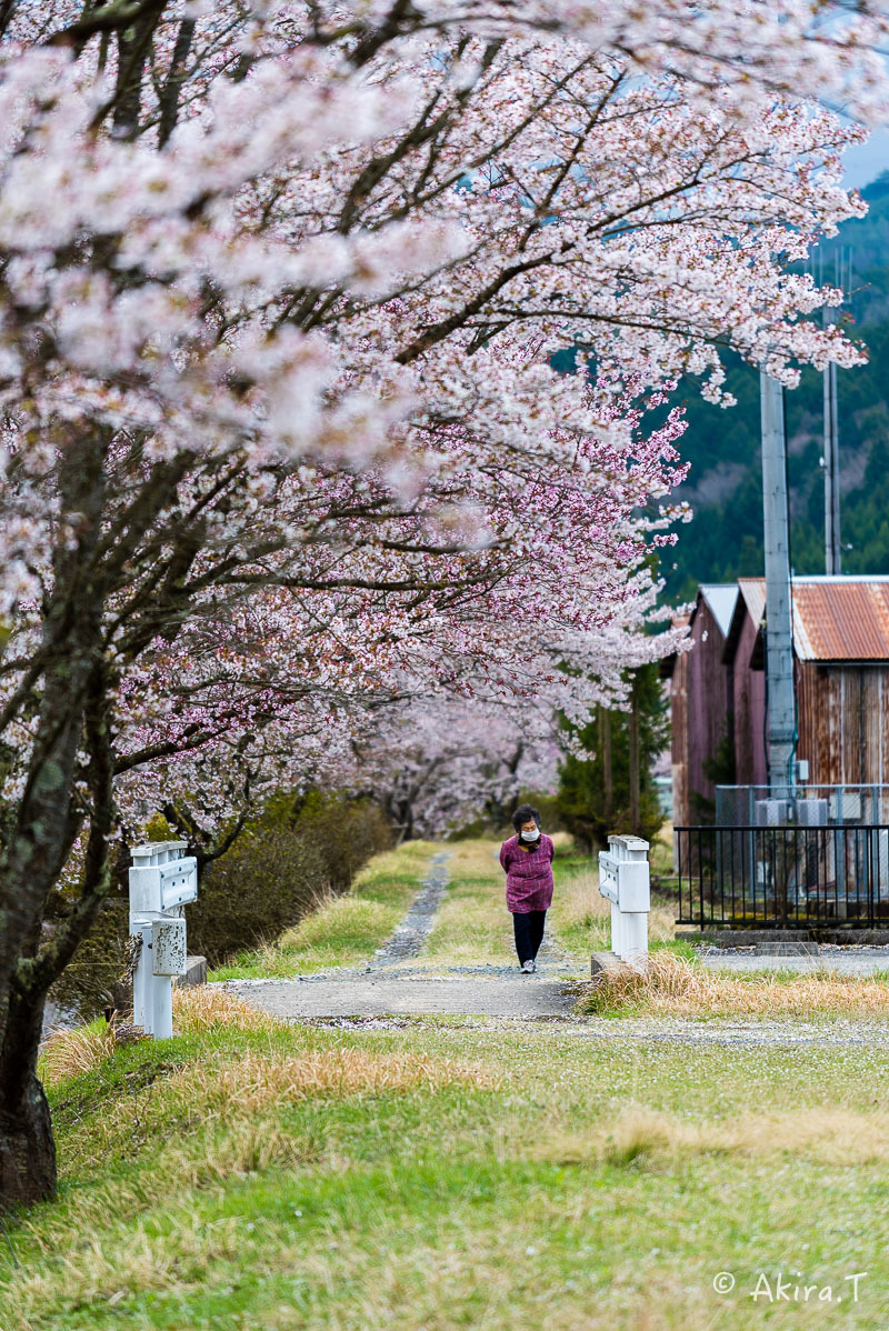 京都の桜 2018 〜7〜_f0152550_17035388.jpg