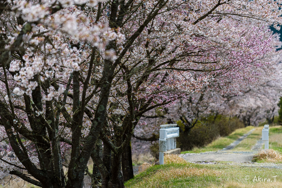 京都の桜 2018 〜7〜_f0152550_17040082.jpg