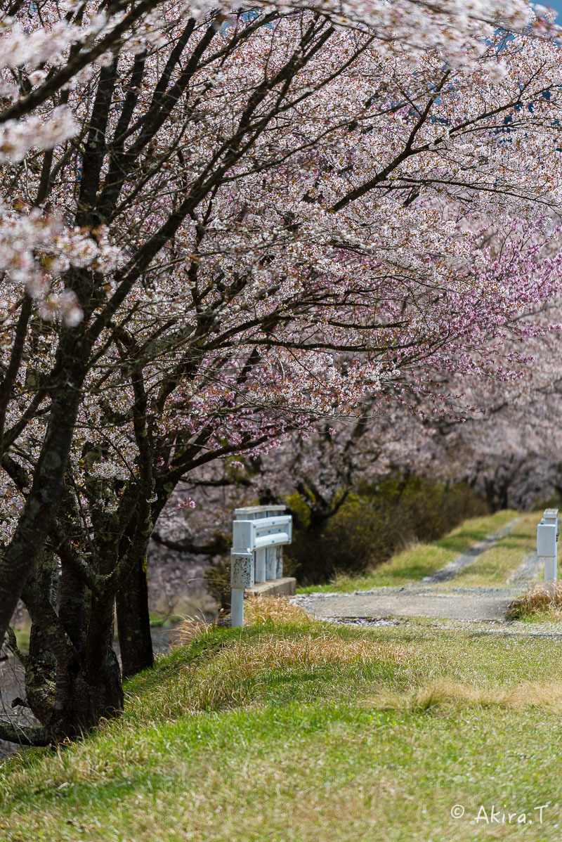 京都の桜 2018 〜7〜_f0152550_17040674.jpg