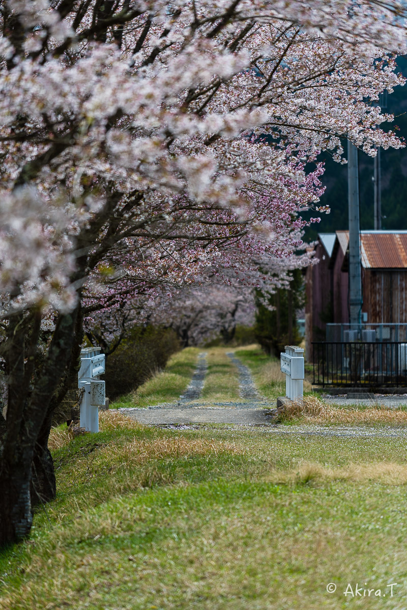 京都の桜 2018 〜7〜_f0152550_17041401.jpg