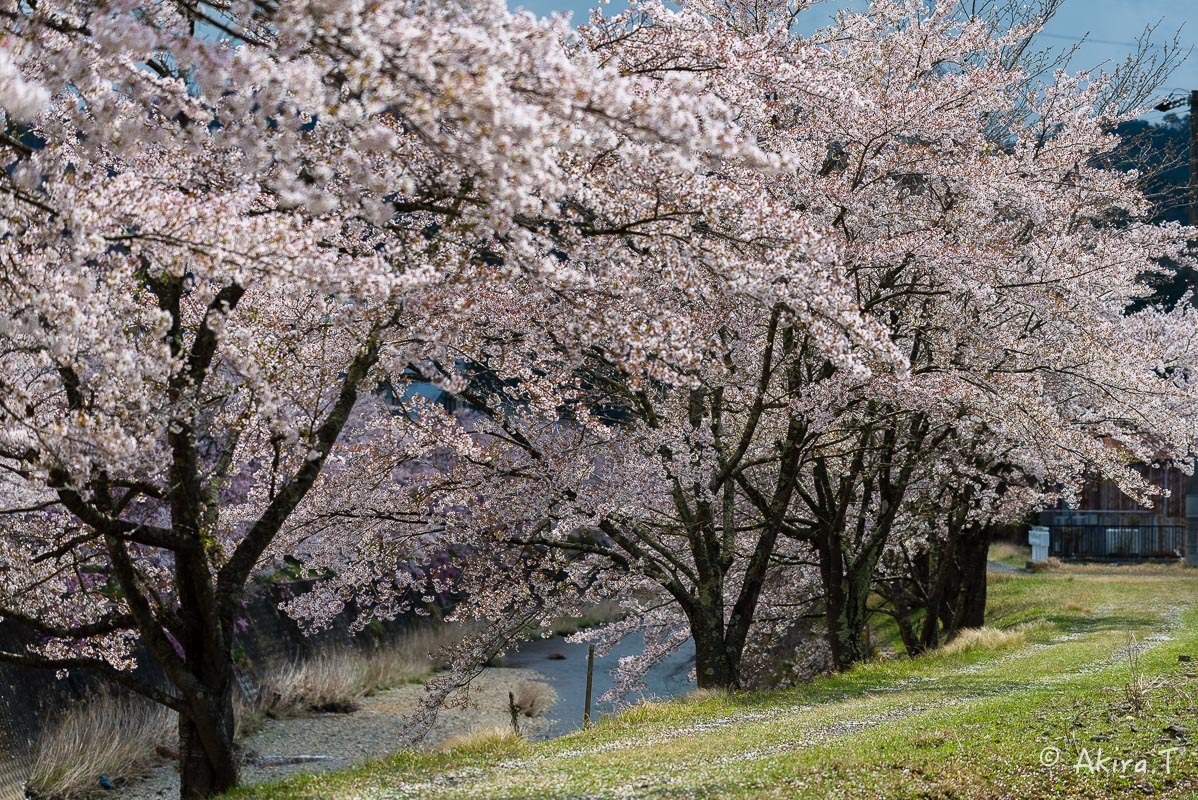 京都の桜 2018 〜7〜_f0152550_17042051.jpg