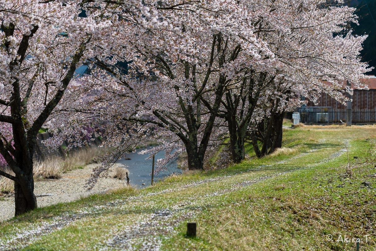 京都の桜 2018 〜7〜_f0152550_17042602.jpg