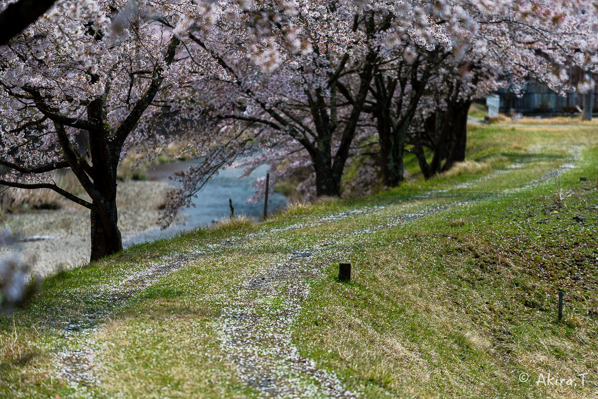 京都の桜 2018 〜7〜_f0152550_17043354.jpg