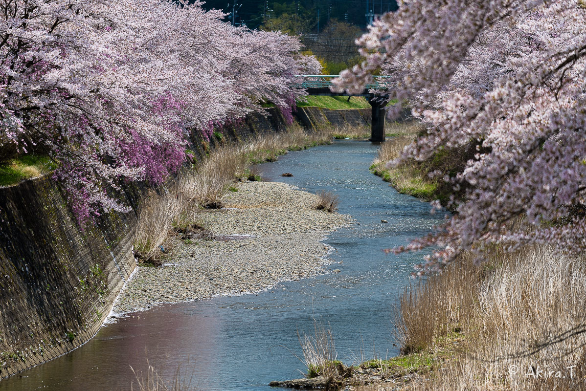 京都の桜 2018 〜7〜_f0152550_17054202.jpg