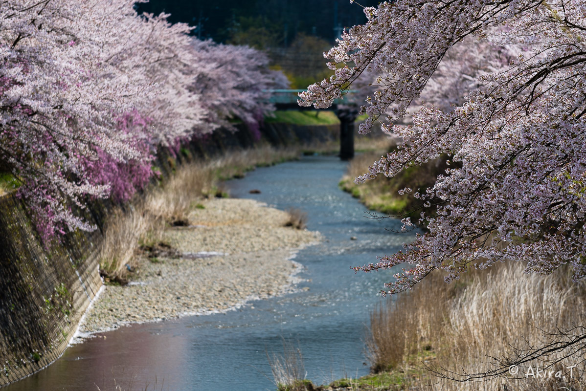 京都の桜 2018 〜7〜_f0152550_17054923.jpg