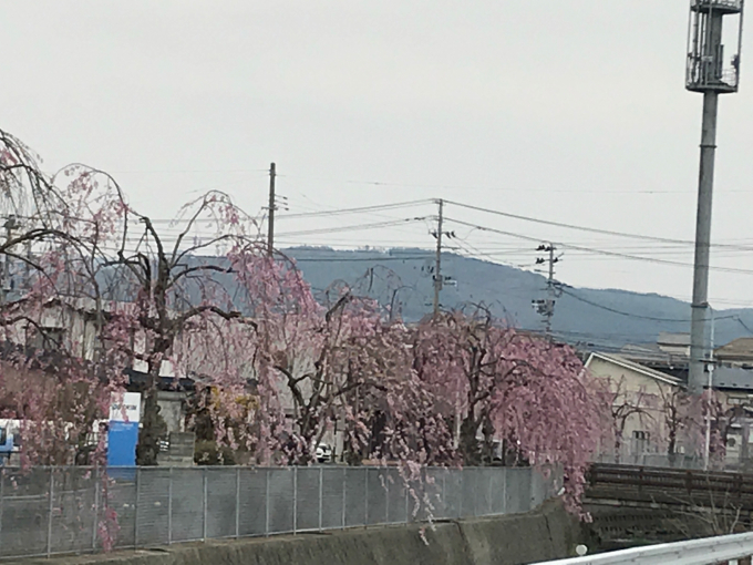 桜_d0253051_22512672.jpg