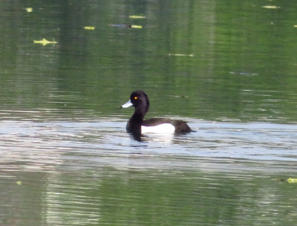 a0018655_12424740.jpg