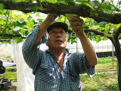 熊本ぶどう 社方園 今年も順調に成長中!蕾、花、着果、摘粒、そして着果後の成長の様子2022 前編_a0254656_18581004.jpg