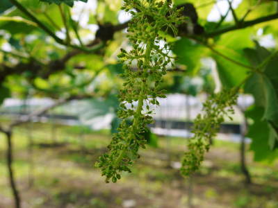 熊本ぶどう 社方園 今年も順調に成長中!蕾、花、着果、摘粒、そして着果後の成長の様子2022 前編_a0254656_19051703.jpg
