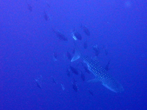 d0113459_18185802.jpg