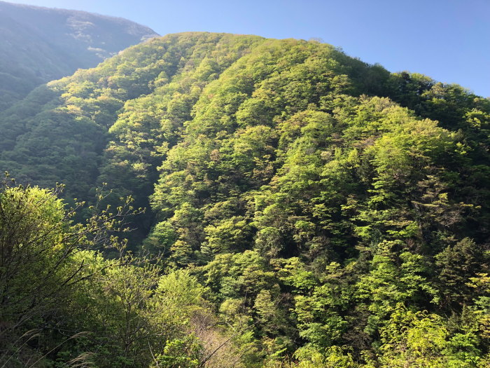 180422 毛無山(中山金山コース)　_e0338862_19501479.jpg