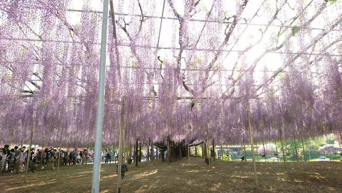 あしかがフラワーパークのあふるる藤の光_c0002171_09495390.jpg