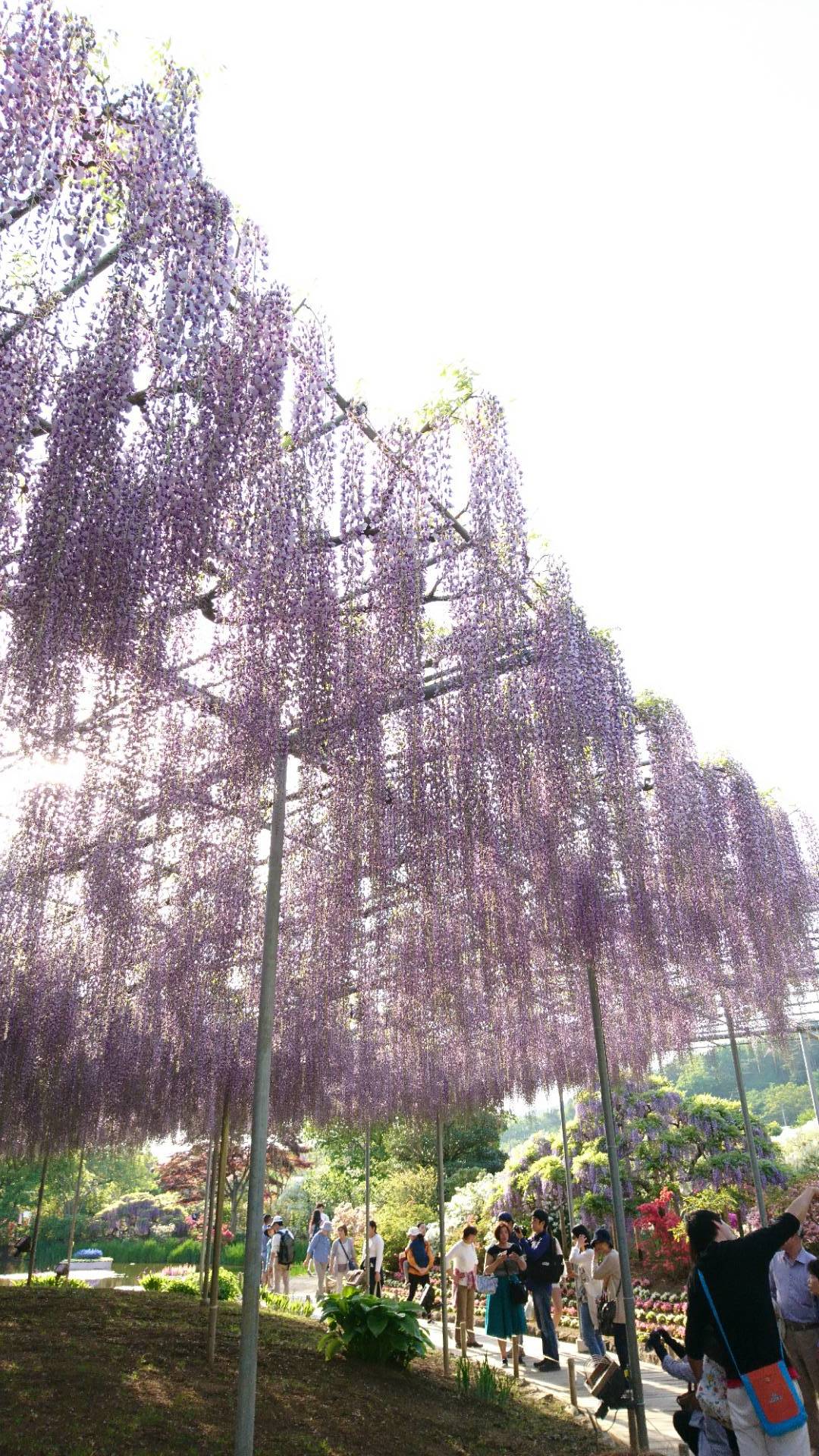あしかがフラワーパークのあふるる藤の光_c0002171_09501084.jpg