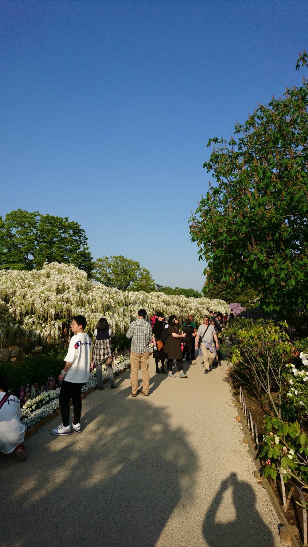 あしかがフラワーパークのあふるる藤の光_c0002171_09540366.jpg