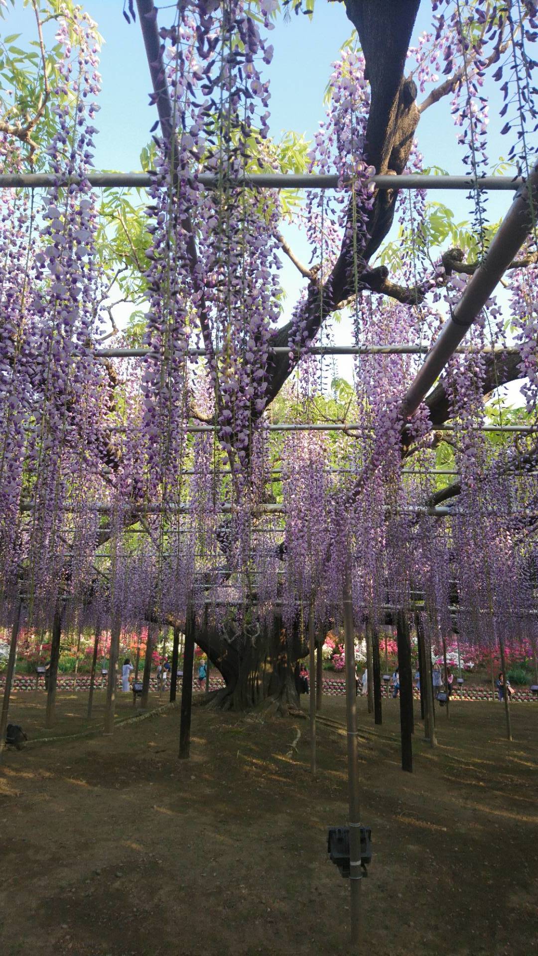 あしかがフラワーパークのあふるる藤の光_c0002171_10103893.jpg