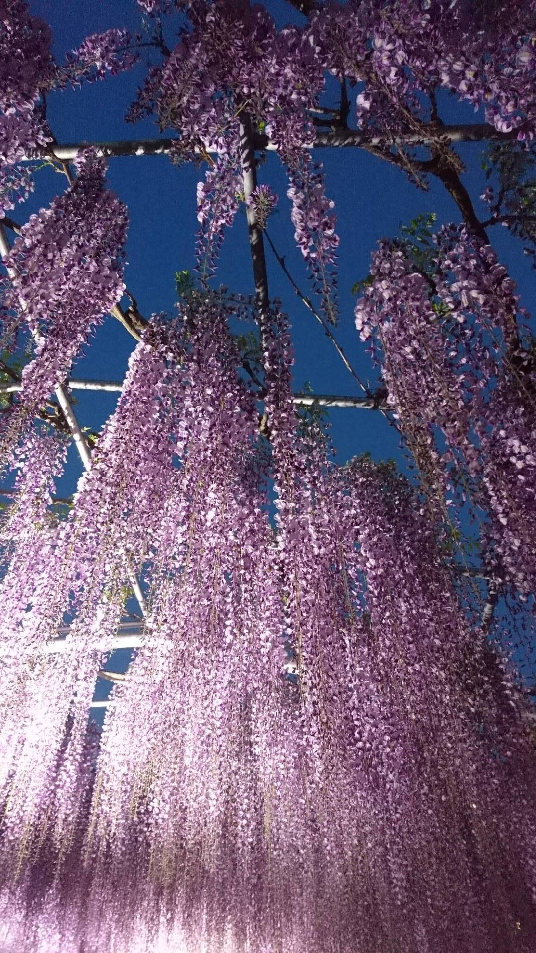 あしかがフラワーパークのあふるる藤の光_c0002171_10522421.jpg