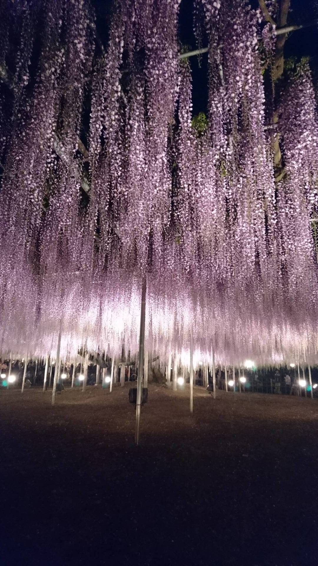 あしかがフラワーパークのあふるる藤の光_c0002171_11144345.jpg
