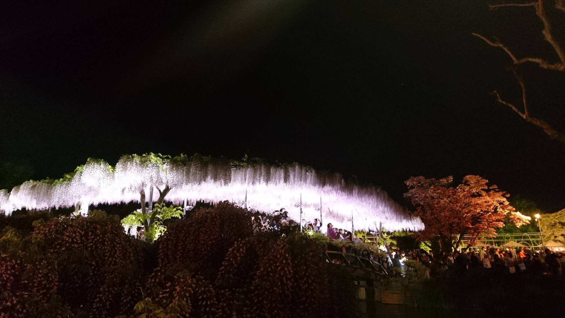 あしかがフラワーパークのあふるる藤の光_c0002171_11255857.jpg