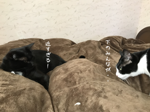 a0216583_15312168.png