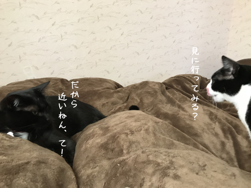 a0216583_15494613.png