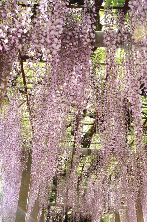紫色 ピンク色の藤の花 心 色