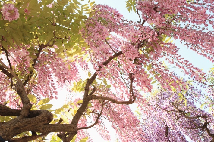 紫色 ピンク色の藤の花 心 色
