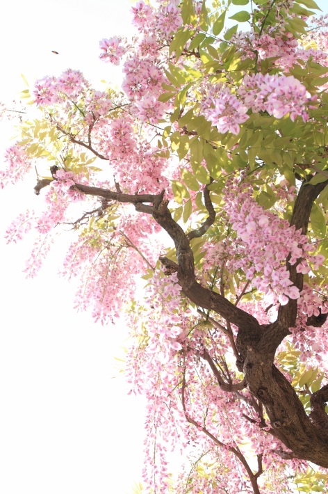 紫色 ピンク色の藤の花 心 色