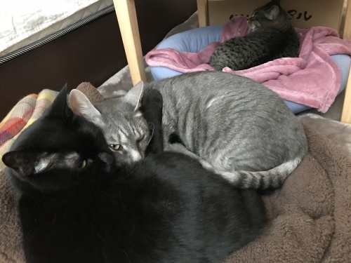 c0340786_22233185.jpeg