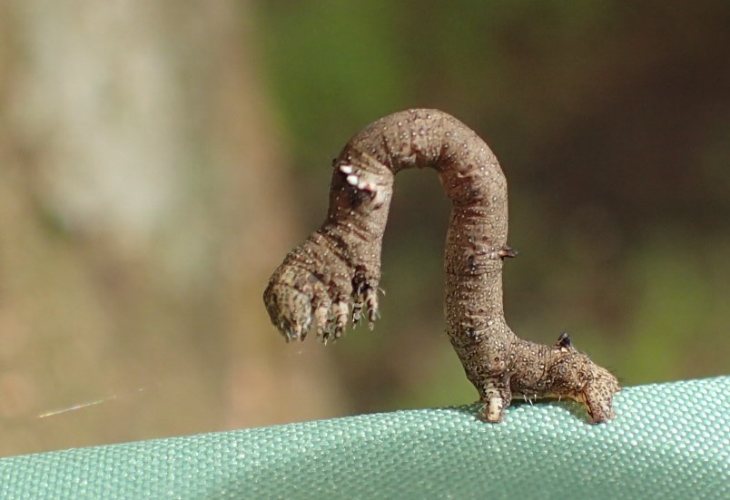 チャエダシャクの幼虫 Megabiston Plumosaria 写ればおっけー コンデジで虫写真