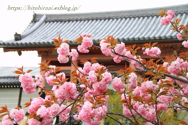 桜紀行　仁和寺の桜　2018_f0374092_17321775.jpg